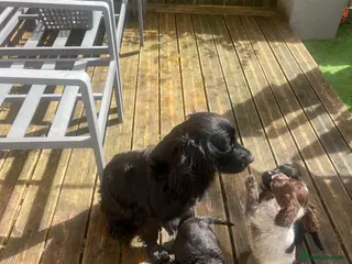 Cocker Spaniel dogs Lovely Cocker Spaniel Girls! - Advert 17