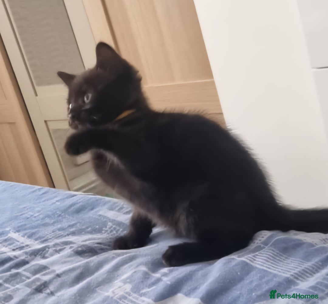 Mixed Breed cats for sale: Beautiful Mixed British Shorthair Kittens - Image 10