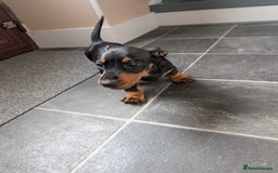 Miniature Dachshund dogs for sale: Miniature Dachshund Puppies  - Image 12
