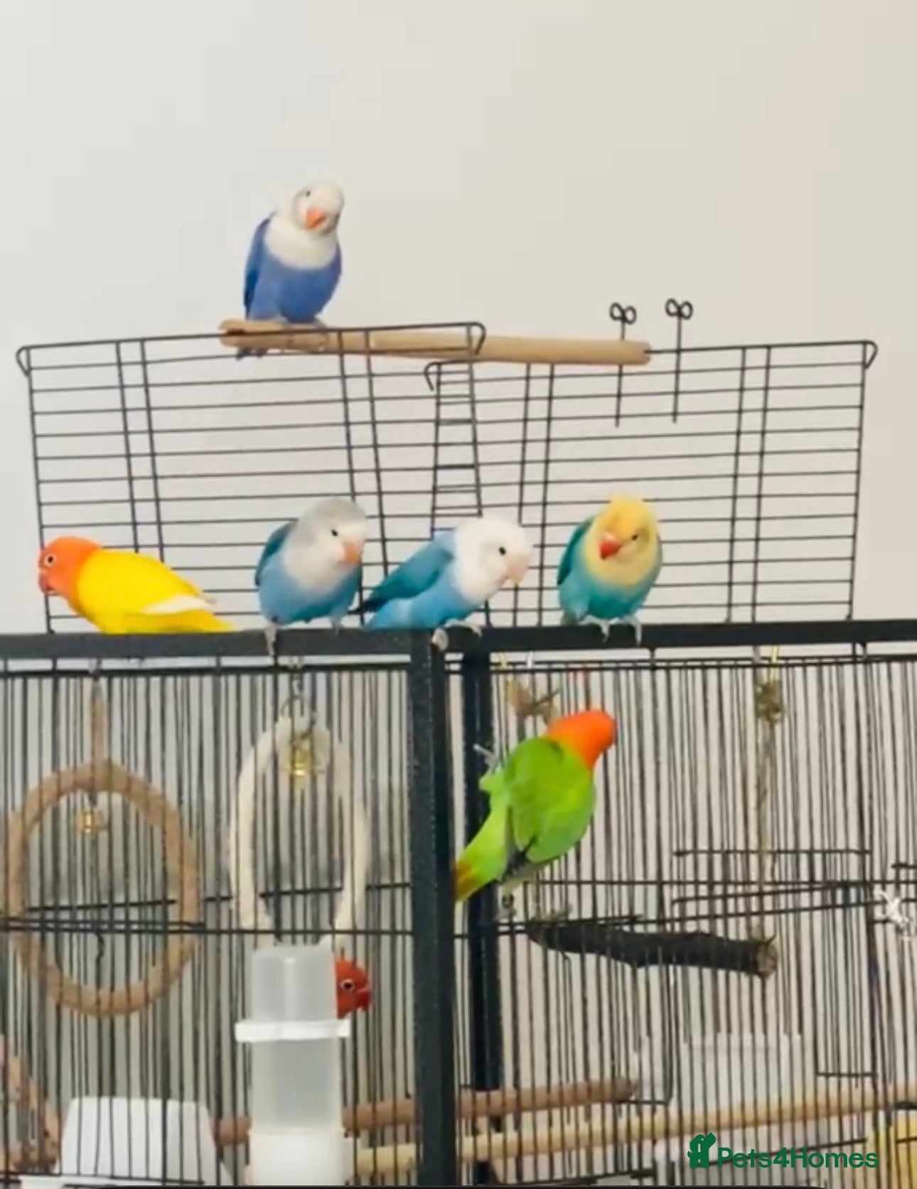 Lovebirds birds Lovebirds - Advert 5