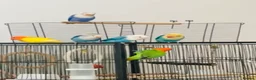 Lovebirds birds for sale: Lovebirds - Advert 5