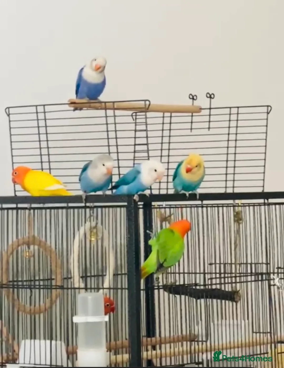 Lovebirds birds for sale: Beautiful Lovebirds  Male & Female with DNA - Advert 1