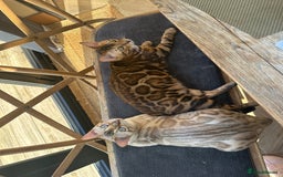 Bengal cats for sale: 2 Beautiful Bengal Cats  - Image 4