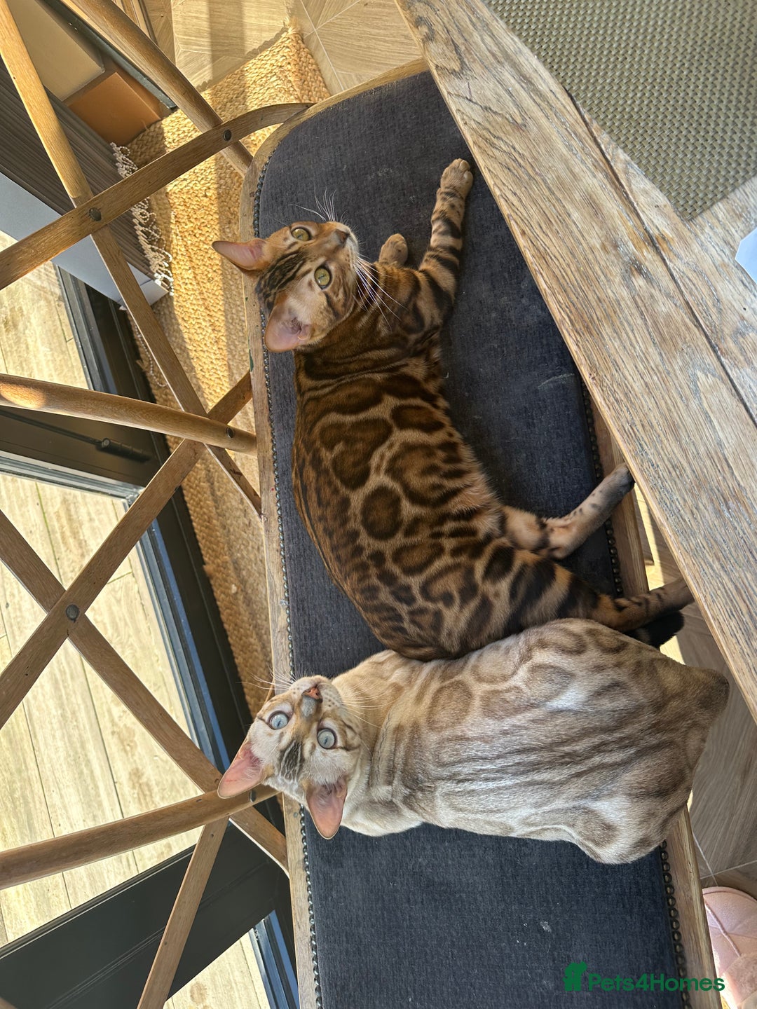 Bengal cats for sale: 2 Beautiful Bengal Cats  - Image 4