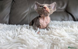 Sphynx cats for sale: Sphynx kittens - Image 25