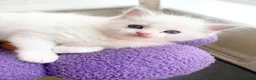 Ragdoll cats for sale: Gorgeous Tica registered Ragdoll  kittens - Advert 12