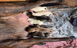 Presa Canario dogs for sale: BANE PRESA CANARIO 2 years old male  - Image 12