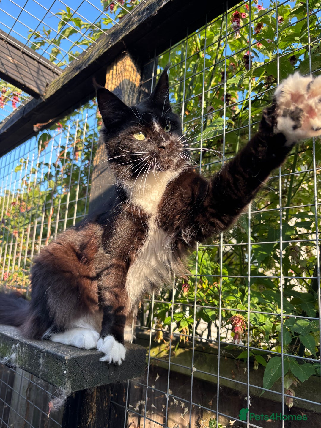 Maine Coon cats for sale: Maine Coon rehoming  - Image 6