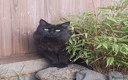 Maine Coon cats for sale: Adorable Maine Coon kittens in Manchester - Image 23