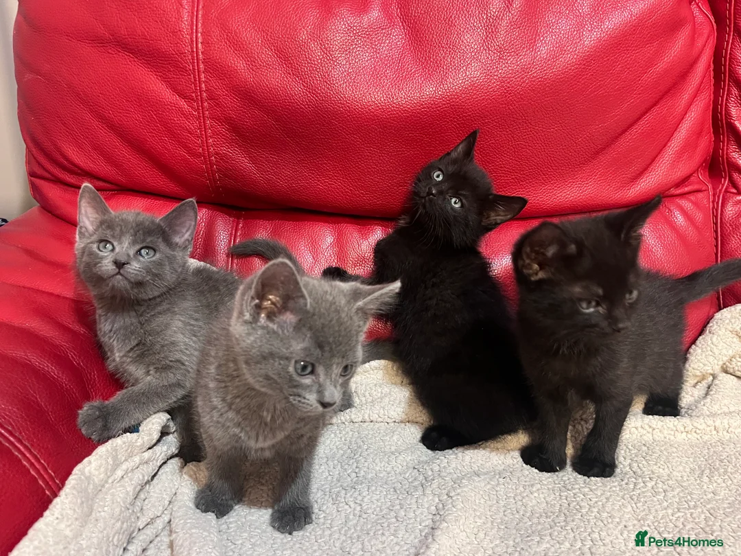 British Shorthair cats for sale: 5 adorable males looking for new home - Advert 10