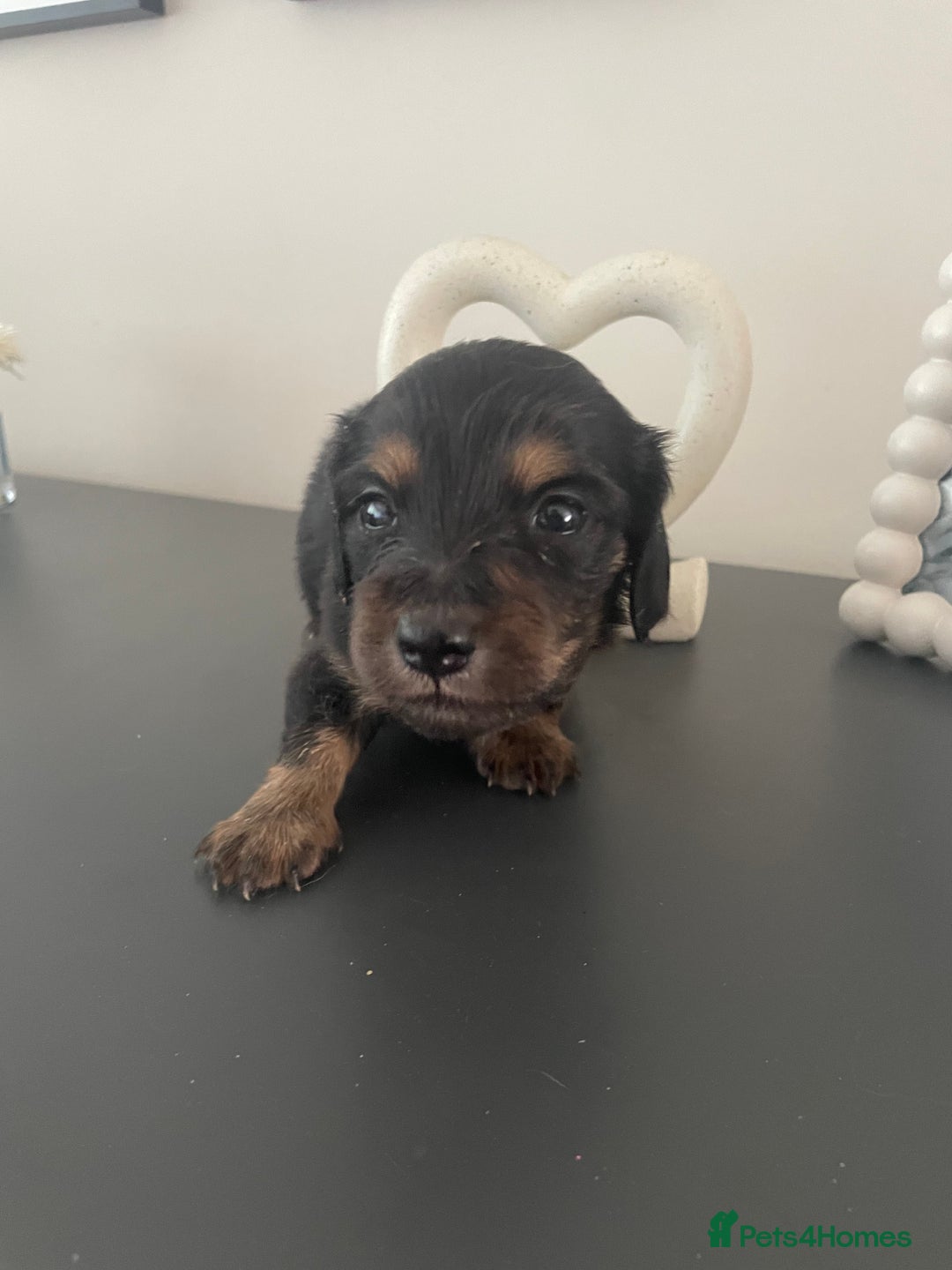 Miniature Dachshund dogs for sale: Long haired dachshund puppies   - Image 24