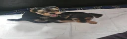 Mixed Breed dogs for sale: 4 gorgeous yorkshire terrier x mini yorkie pups - Advert 15