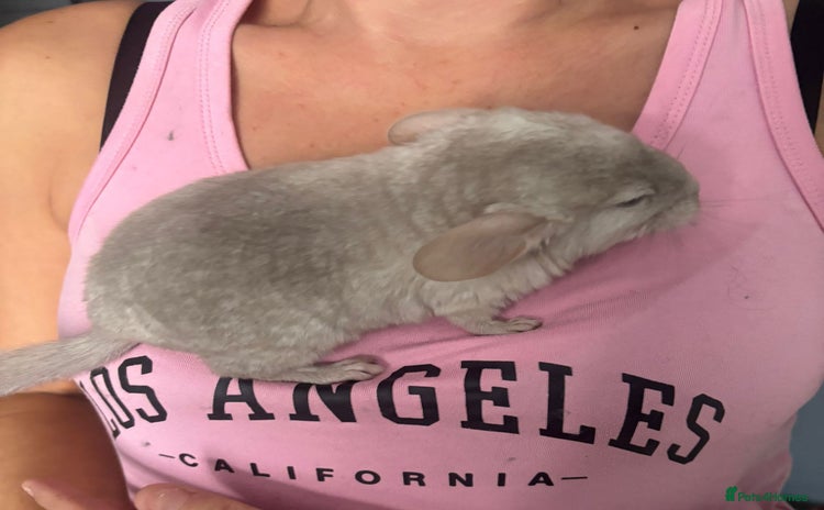 Chinchilla rodents - Advert 1