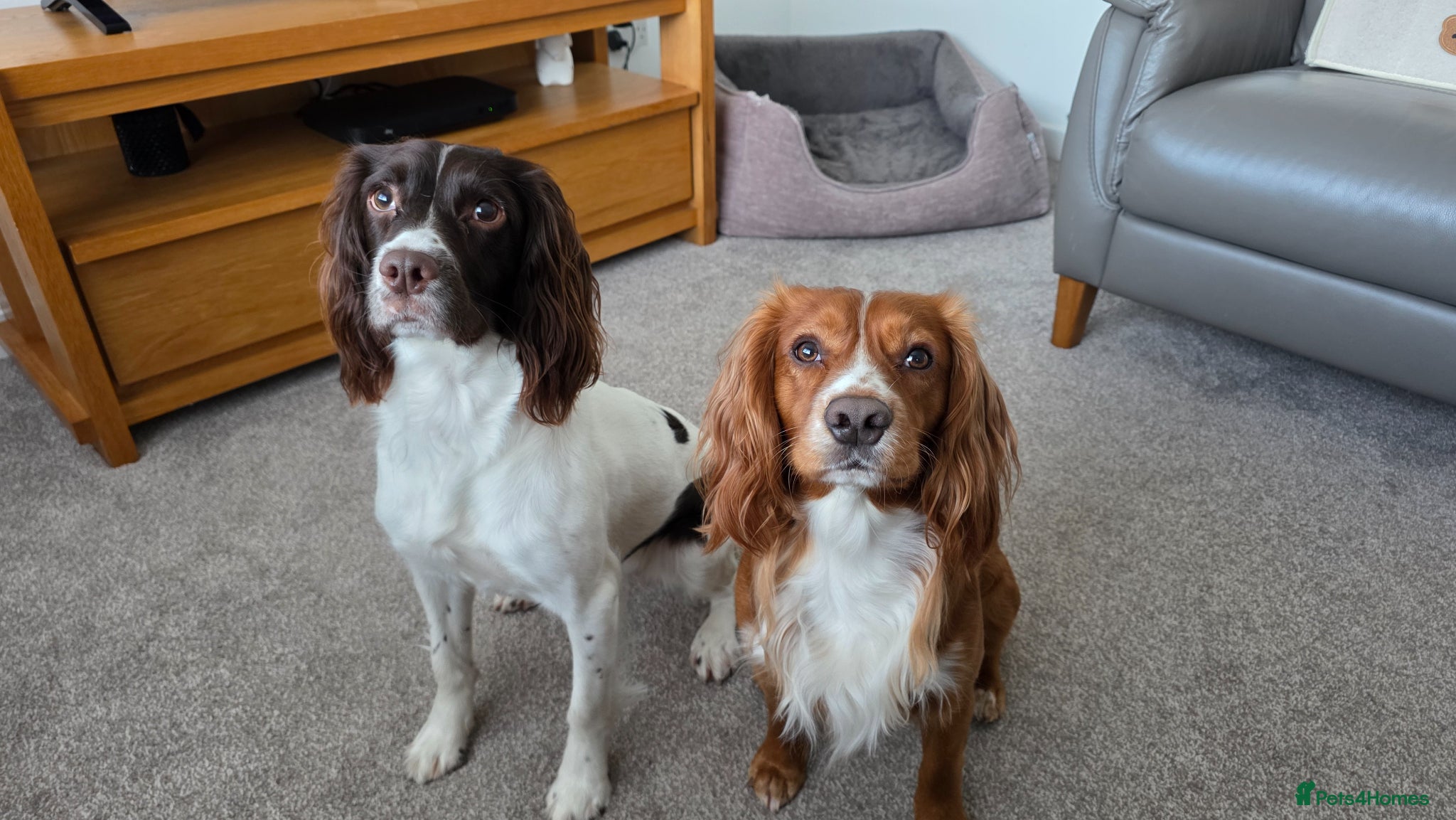 Sprocker dogs Sprocker puppies - Advert 6
