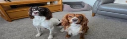 Sprocker dogs for sale: Sprocker puppies in Fraserburgh - Advert 1
