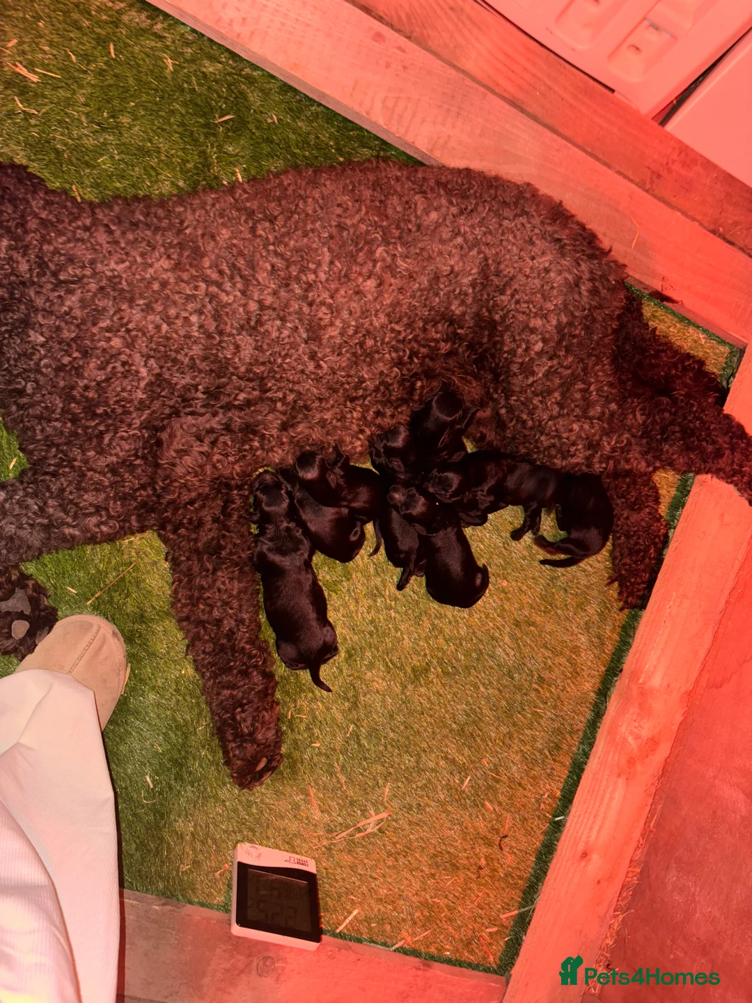 Cockapoo dogs for sale: Stunning F1 Cockapoo Puppies - Advert 4