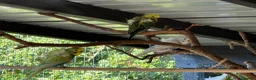Budgerigars birds for sale: Helicopter Budgies  - Advert 10