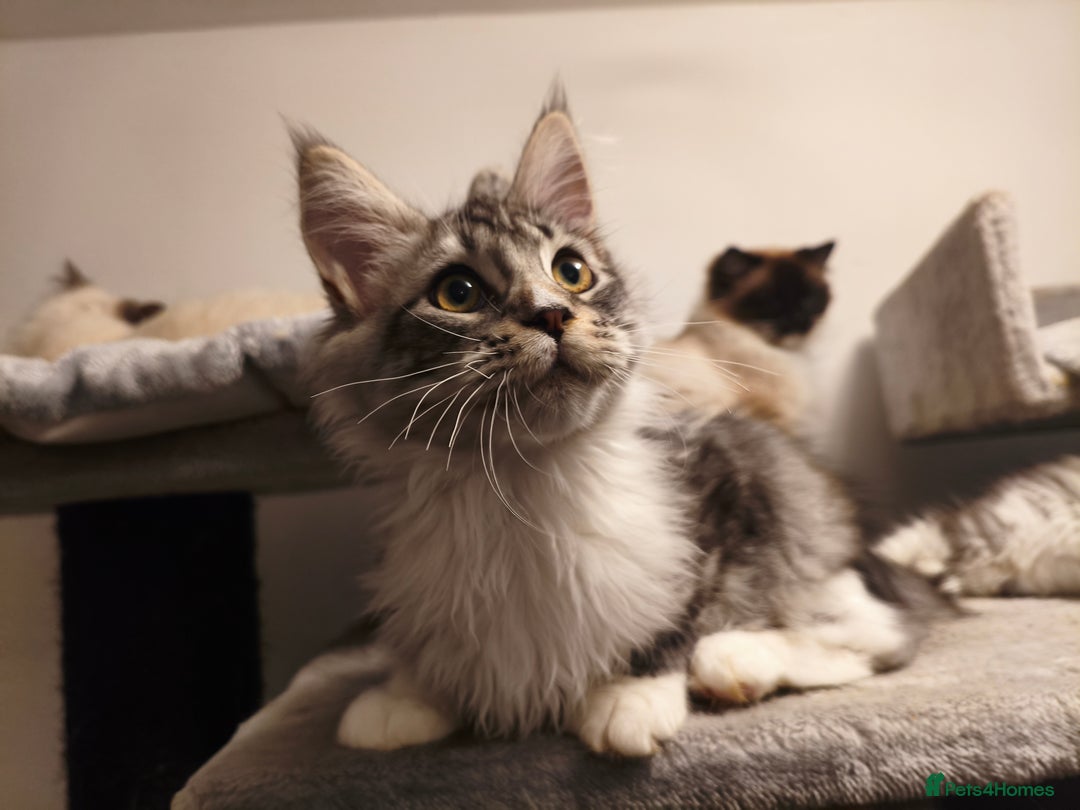 Maine Coon cats for sale: Striking Maine Coon girl - Advert 5