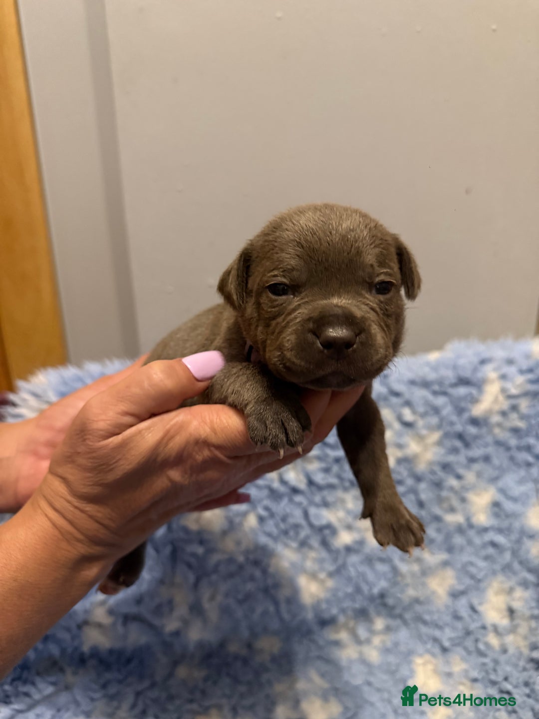 Staffordshire Bull Terrier dogs for sale: CHUNKY BLUE STAFFY PUPS - Advert 5