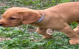 Labrador Retriever dogs for sale: Ready to go! KC reg Labradors (yellow/Foxred) - Image 26