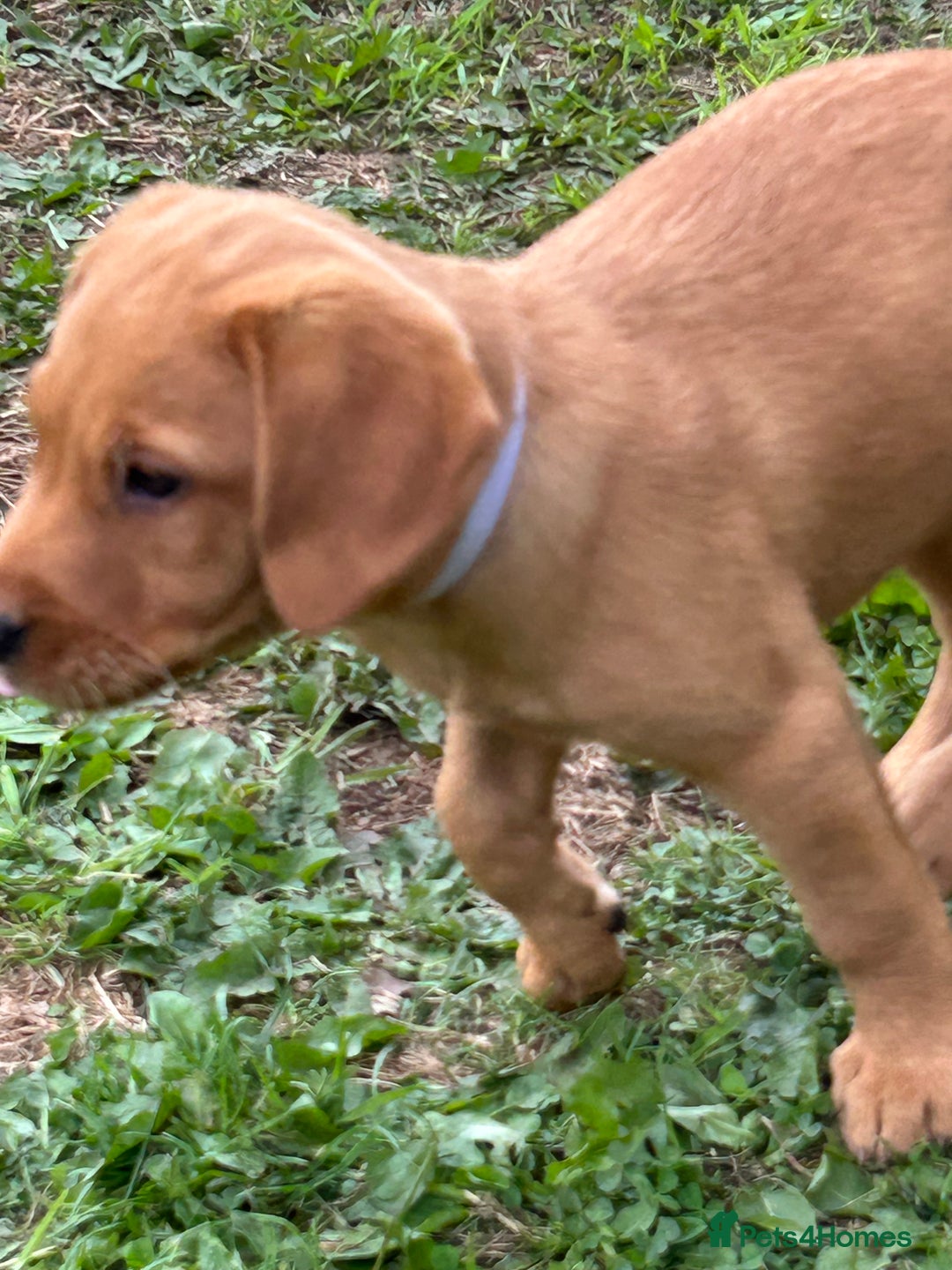 Labrador Retriever dogs for sale: Ready to go! KC reg Labradors (yellow/Foxred) - Image 26
