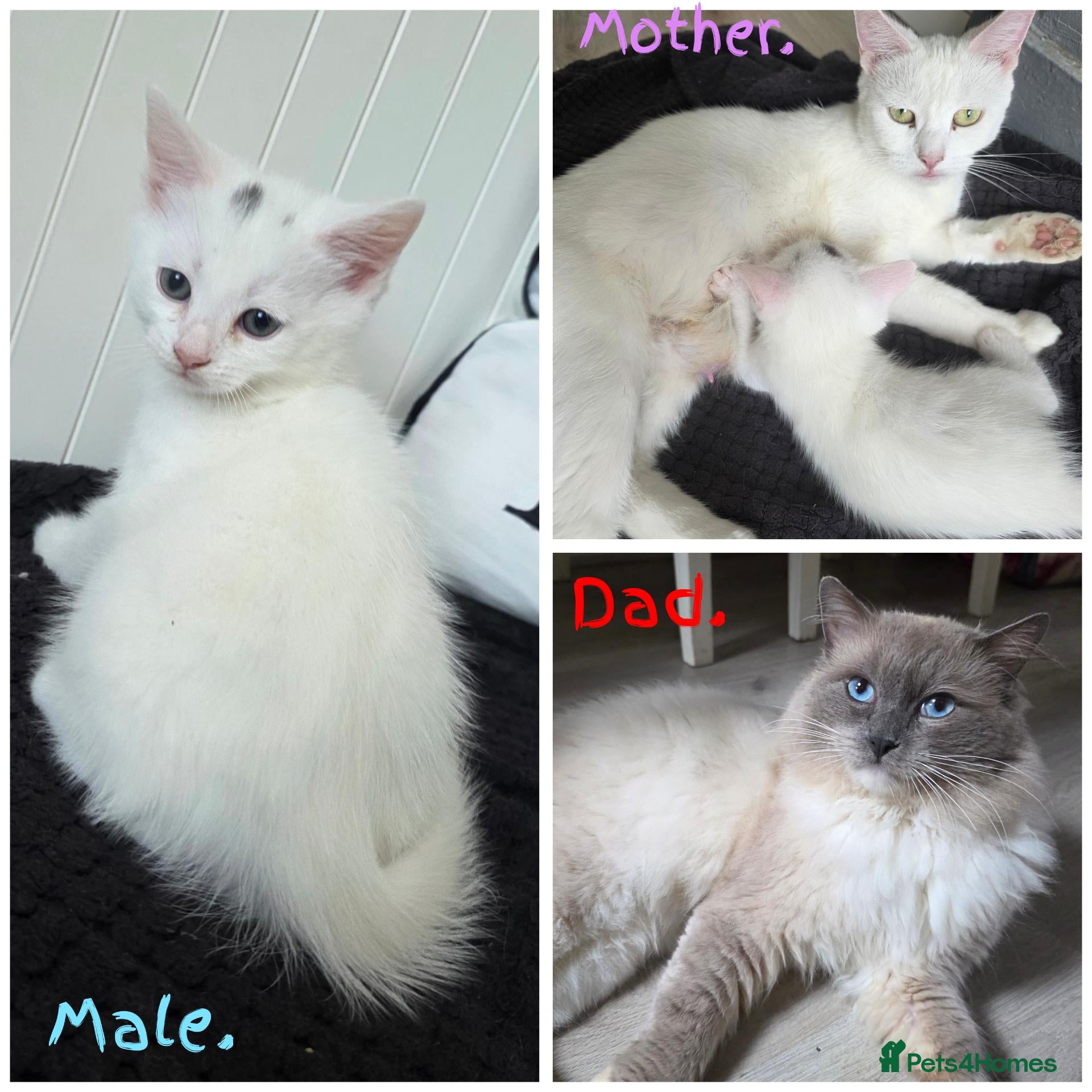 Mixed Breed cats  💚Ragdoll x domestic💜1 male kitten available 🩵 - Advert 8
