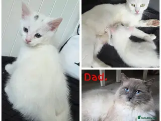 Mixed Breed cats 💚Ragdoll x domestic💜1 male kitten available 🩵 - Advert 8