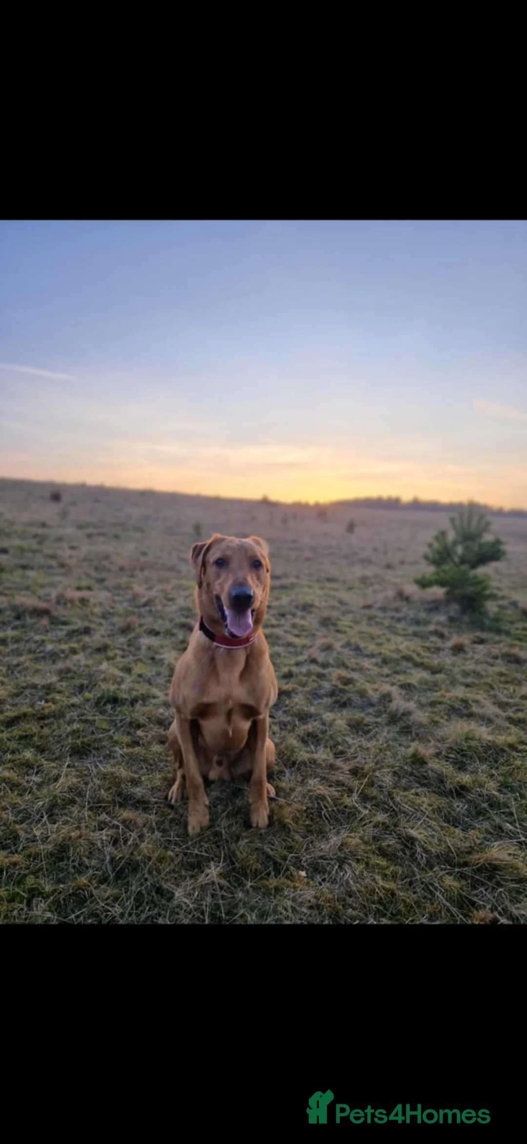 Mixed Breed dogs for stud: Male Dog for Stud - Advert 2