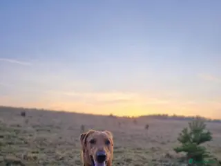 Mixed Breed dogs Male Dog for Stud - Advert 4