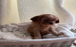 Cavalier King Charles Spaniel dogs for sale: ONE RUBY BOY LEFT Cavalier King Charles  - Image 23