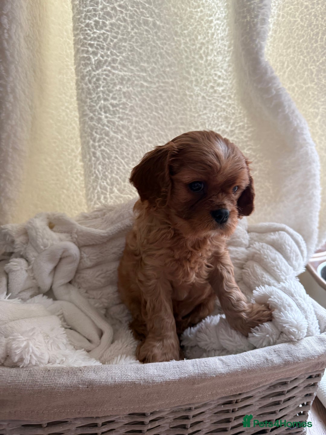Cavalier King Charles Spaniel dogs for sale: ONE RUBY BOY LEFT Cavalier King Charles  - Image 23