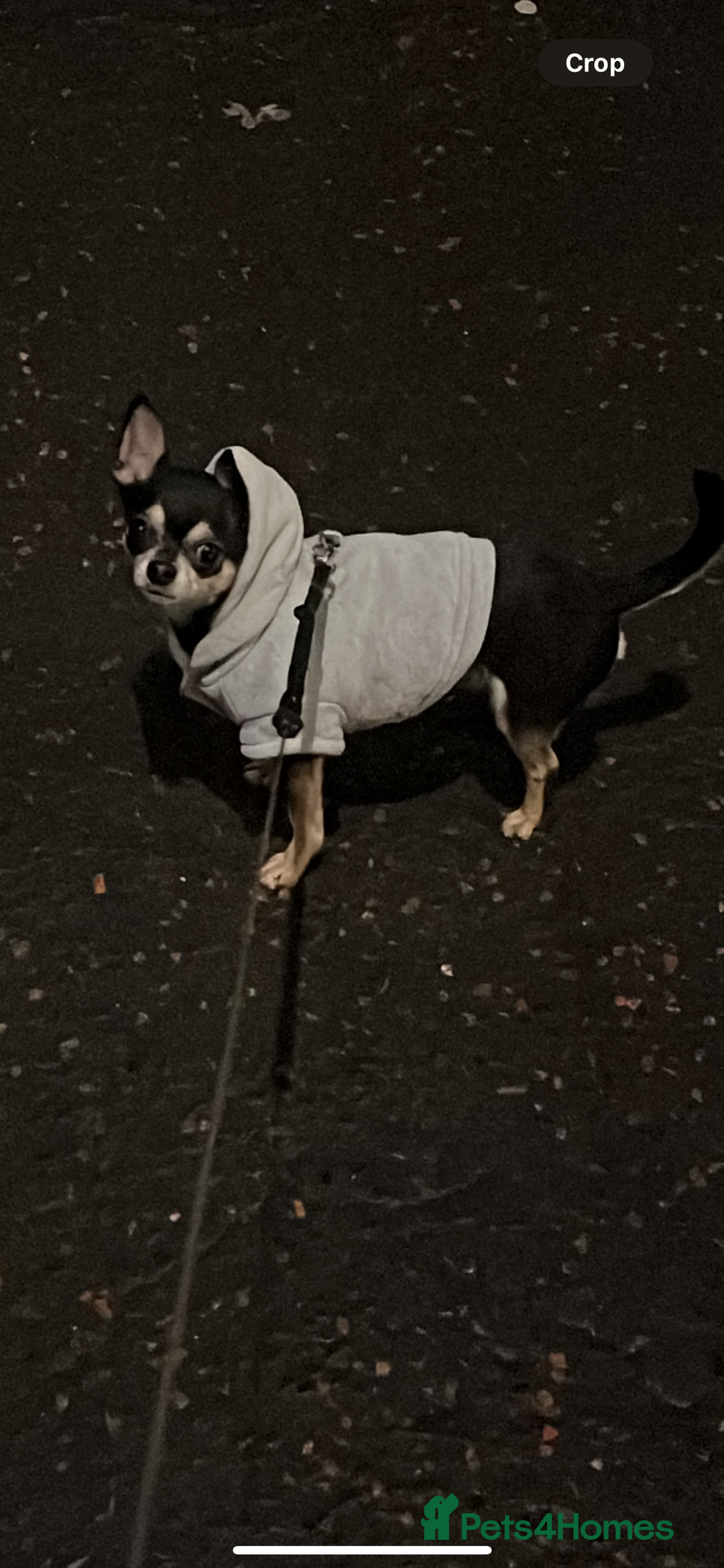 Chihuahua dogs for sale: Tri Colour Chihuahua Girl Seeking a Loving Home. - Advert 8