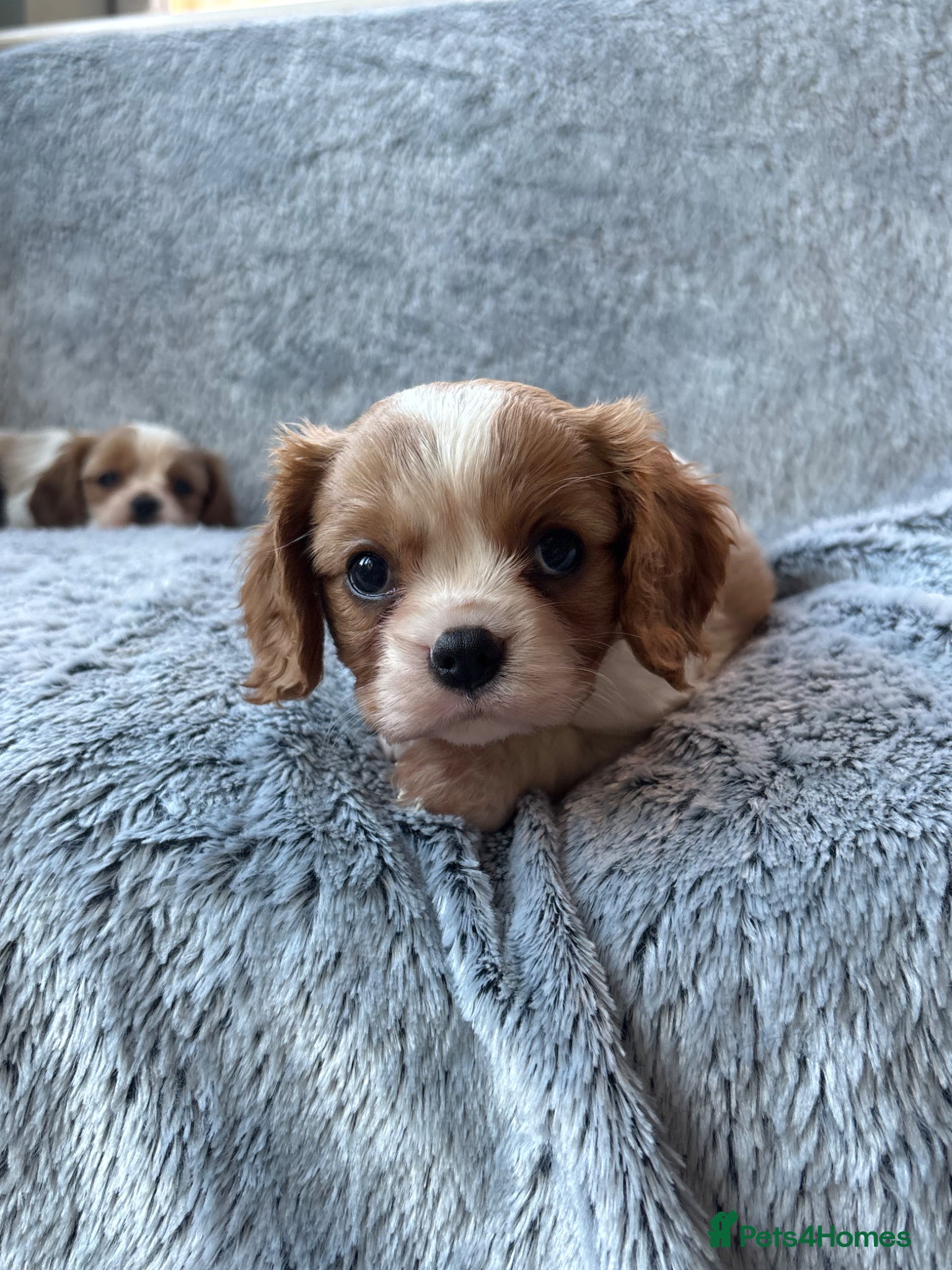 Cavalier King Charles Spaniel dogs Ready now!!  2 Cavalier boys - Advert 2