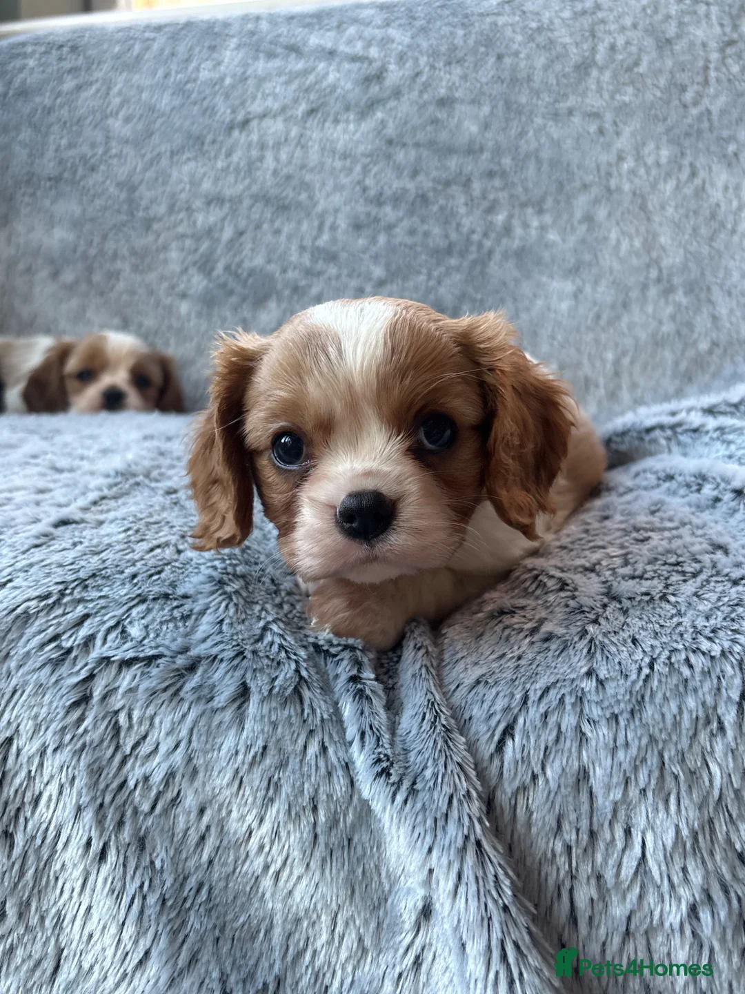Cavalier King Charles Spaniel dogs for sale: Ready now!!  2 Cavalier boys - Advert 2
