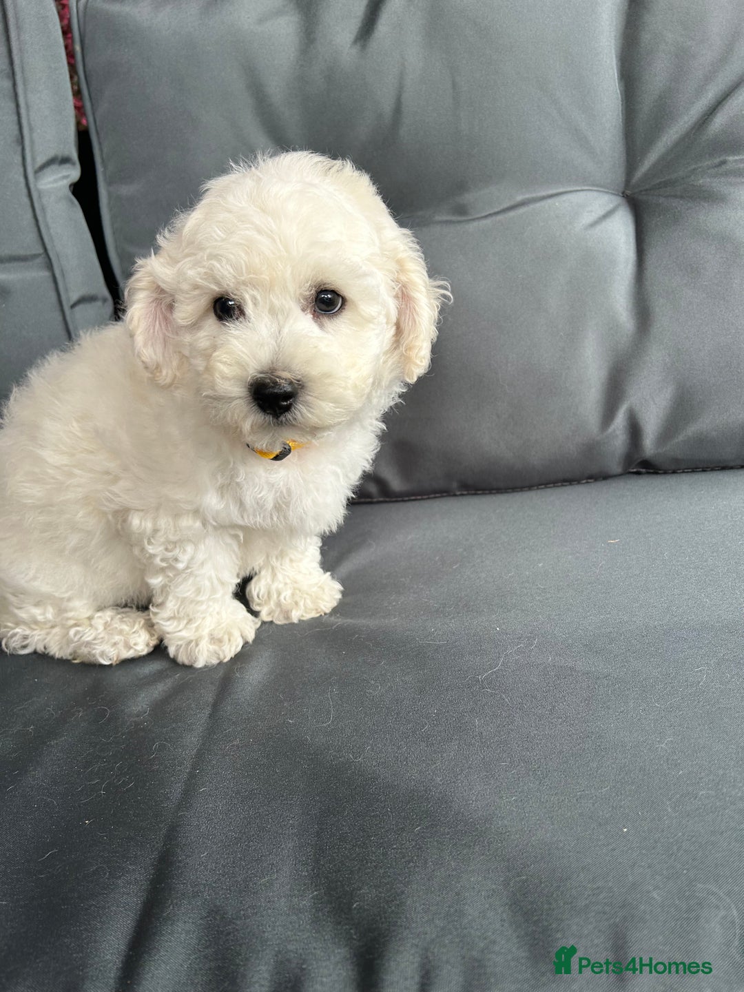 Bichon Frise dogs for sale: Bichon Frise Puppies  - Image 10