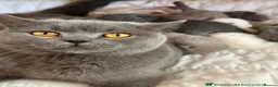 British Shorthair cats for sale: British Shorthair Kittens - Advert 14