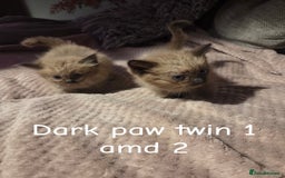 Ragdoll cats for sale: Beautiful Ragdoll Kittens - Image 10