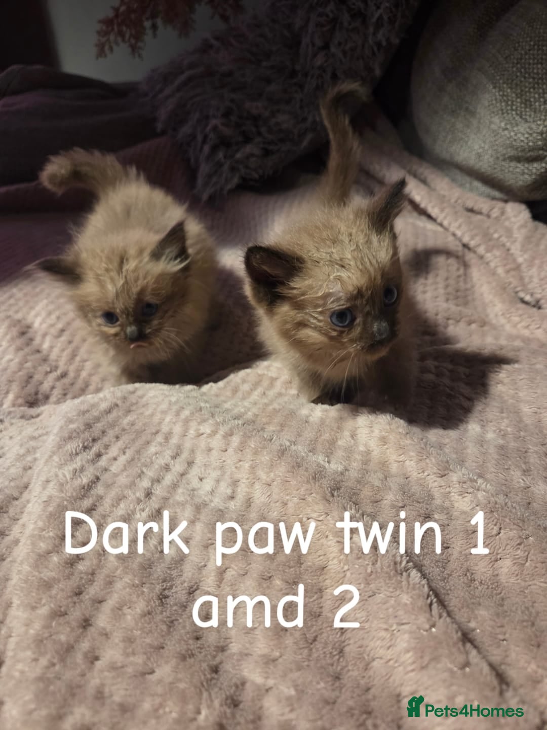 Ragdoll cats for sale: Beautiful Ragdoll Kittens - Image 10