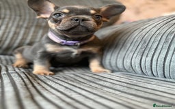 French Bulldog dogs for sale: French bulldog puppie - Advert 2