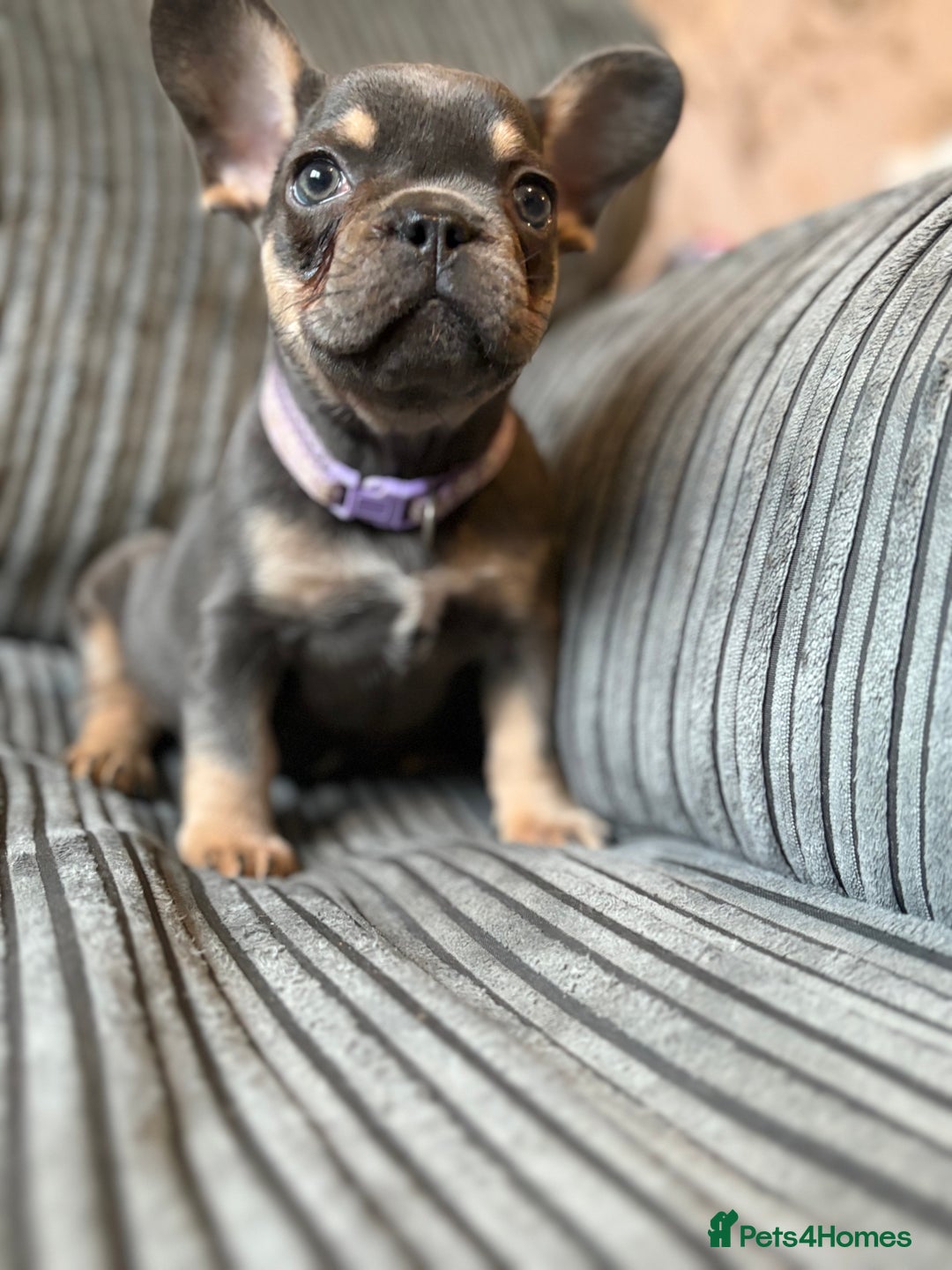 French Bulldog dogs for sale: French bulldog puppie - Advert 2