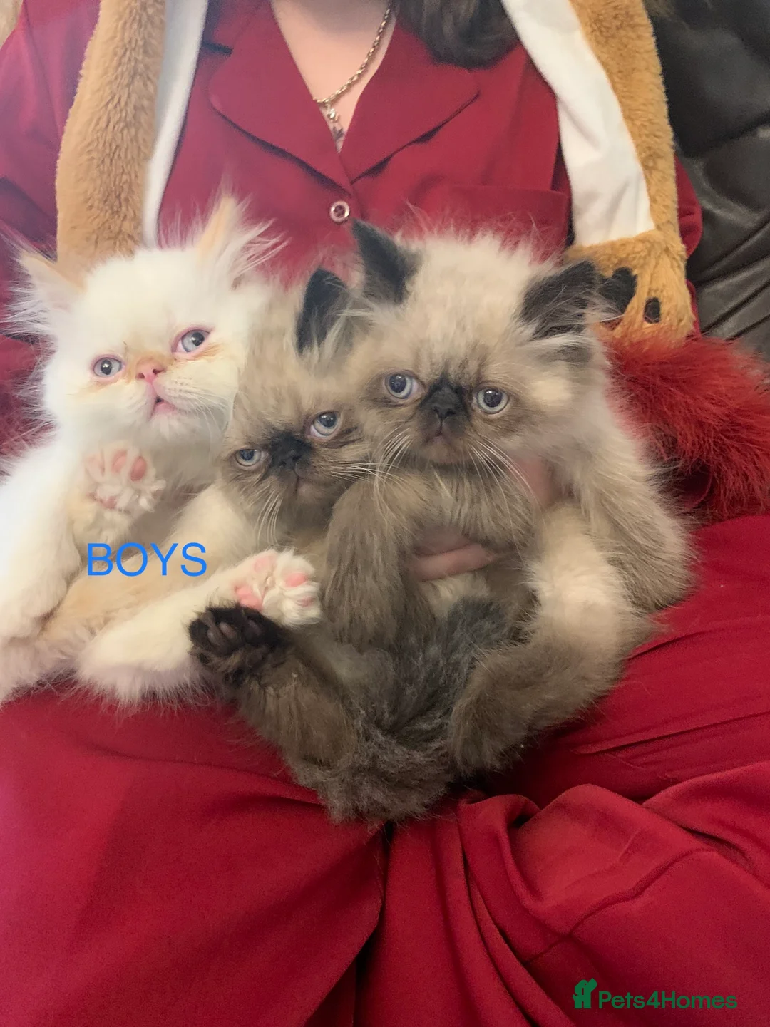 Persian cats for stud: For stud  - Advert 6