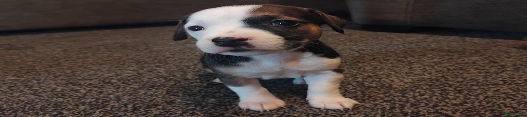 Mixed Breed Puppy 4