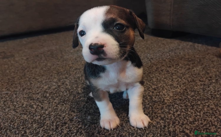 Mixed Breed dogs - Advert 8