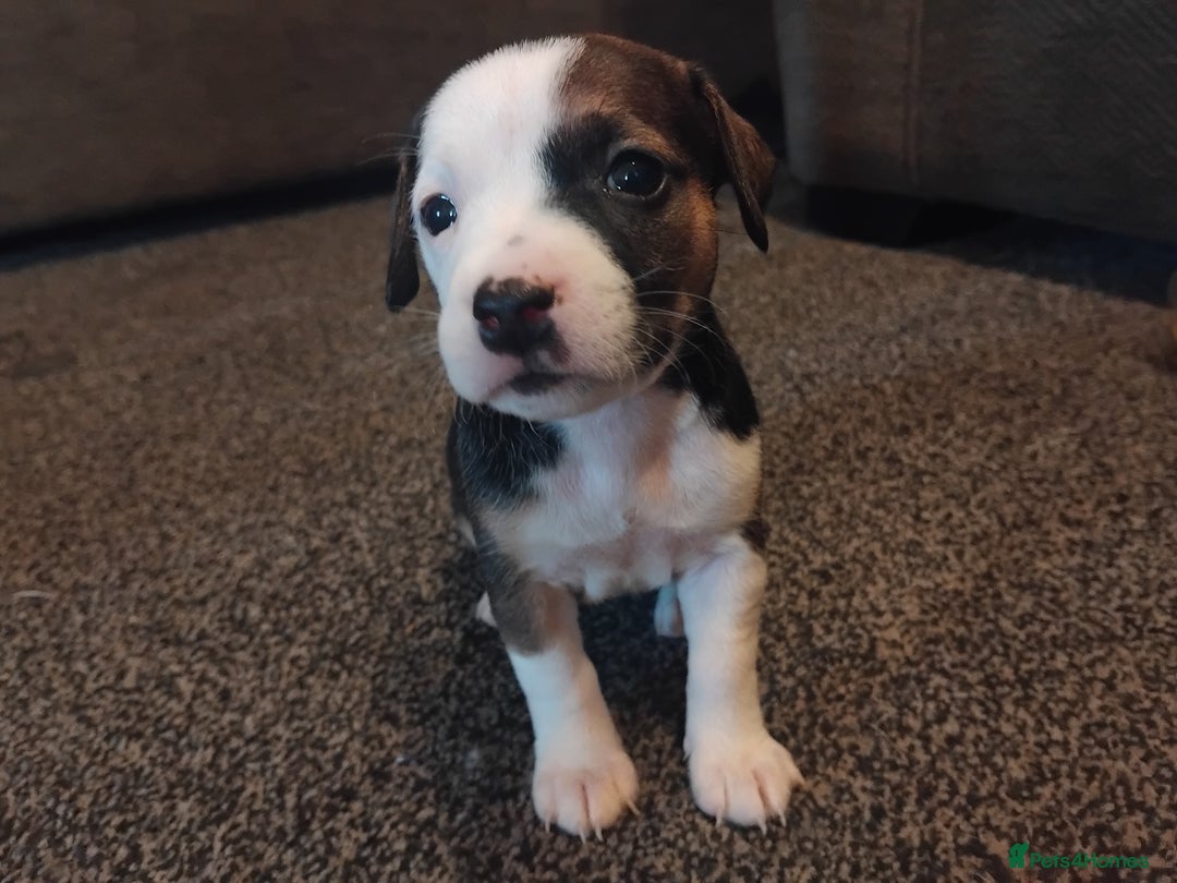 Mixed Breed dogs for sale: Stunning litter of 8 - Image 1