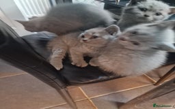 British Shorthair cats for sale: Pure British Short Hair cutties - Image 22