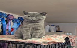 British Shorthair cats for sale: Beautiful full pedigree British  - Image 2