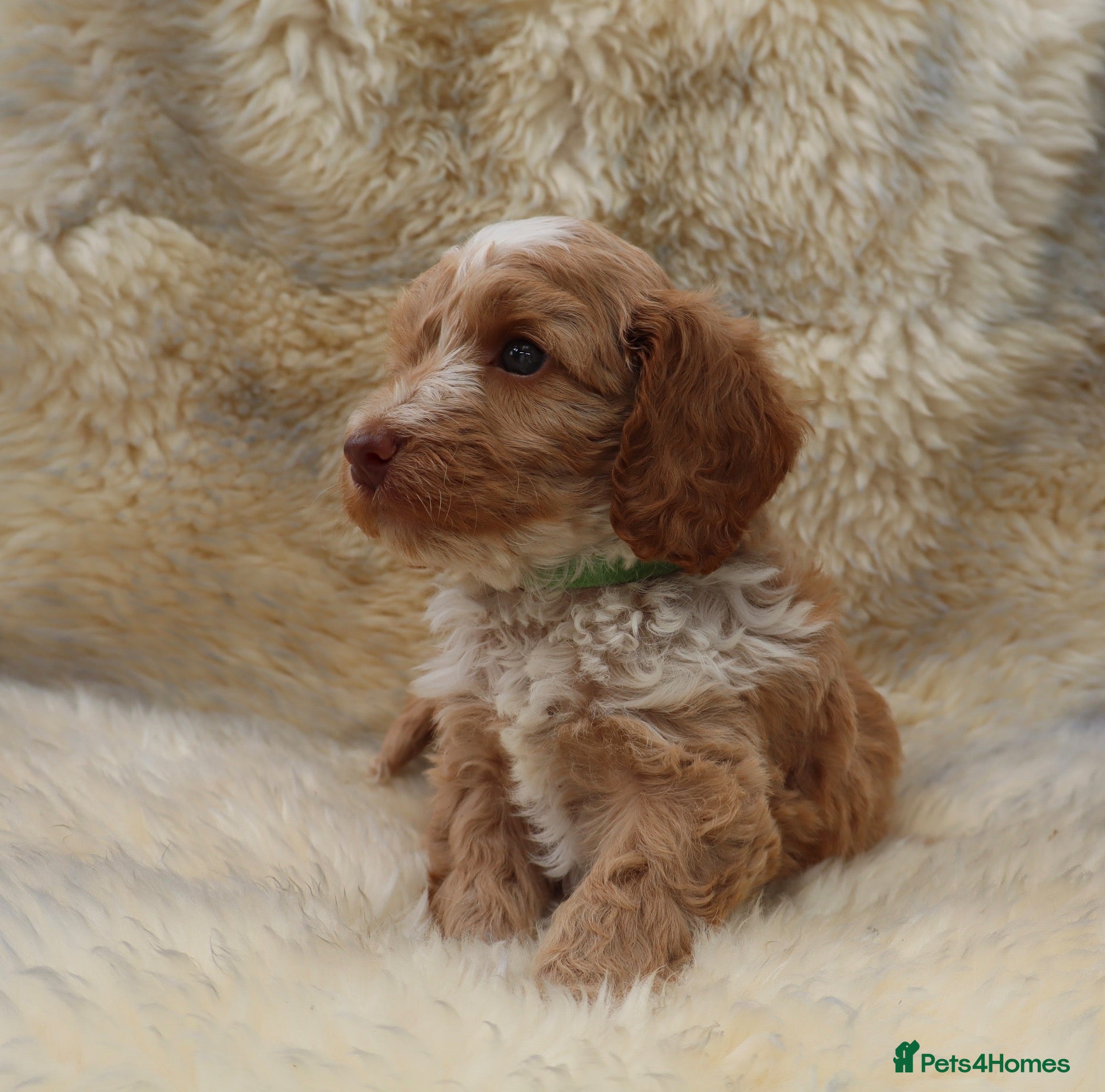 Cockapoo dogs FI CHAMPAGNE AND WHITE  MALE FROM 5* BREEDER - Advert 2