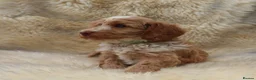 Cockapoo dogs for sale: FI CHAMPAGNE AND WHITE  MALE FROM 5* BREEDER - Advert 2