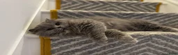 British Longhair cats for sale: british long hair female - Advert 5