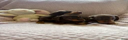 Miniature Dachshund dogs for sale: True miniature dachshund puppies  - Advert 3